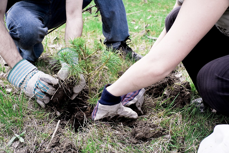 arms and hands of two planting a tree seedling in the ground