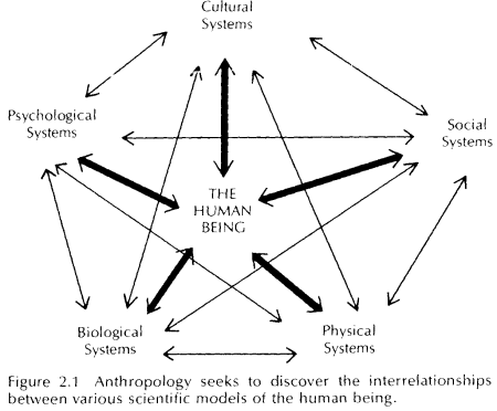 Diagram showing interrelationships between various scientific models of the human being