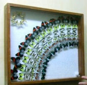 photo of artistic display of
butterflies in exhibit case